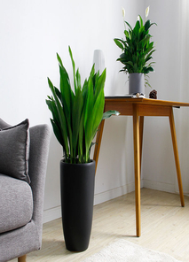 发现余姚盆景租摆，塑造独特的空间氛围