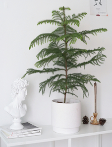 解锁江北花卉出租方案，绽放花卉别样精彩