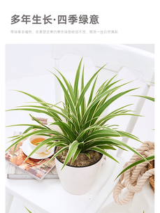 海曙绿植出租价格实惠