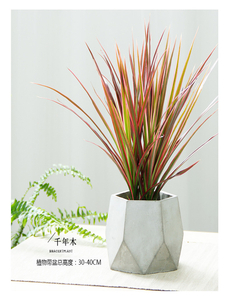 专业绿植租赁，宁波奉化打造清新办公与居家环境