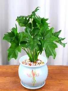 走进宁波杭州湾绿植出租设计，邂逅自然办公之美！