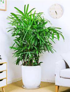 探索海曙绿植出租设计，开启清新办公模式亡